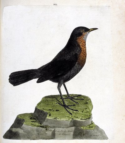Planche zoologique (ornithologie) : Merle femelle (merle noir ou turdus merula). Illustration dans « L