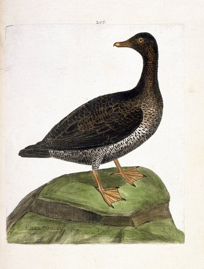 Carte zoologique (ornithologie) : eider à duvet (somateria mollissima). Illustration dans « L