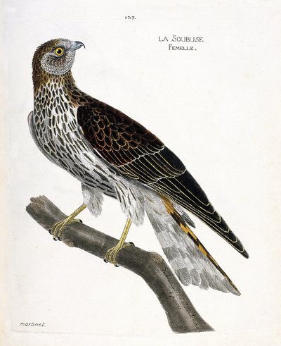 Planche zoologique (ornithologie) : Femelle soubuse (busard Saint-Martin ou circus cyaneus) sur une branche. Illustration dans « L