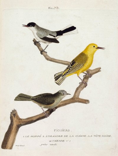 Planche zoologique (ornithologie) : figuiers. De bas en haut : la huppe (gobemoucheron de Californie ou polioptila californica), l