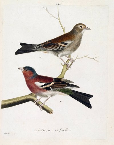 Planche zoologique (ornithologie) : de bas en haut : Le pinson et sa femelle (pinson des arbres ou fringilla coelebs) sur une branche. Illustration dans « L