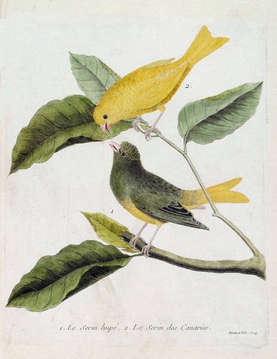 Planche zoologique (ornithologie) : de bas en haut : Le serin huppé (serin des Canaries ou serinus canaria) et le serin des Canaries sur une branche. Illustration dans « L