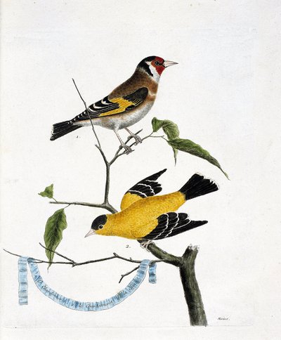 Planche zoologique (ornithologie) : de haut en bas : le chardonneret élégant (carduelis carduelis) et le chardonneret de Chine (carduelis tristis) sur une branche. Illustration dans « L