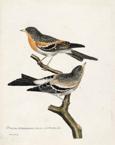 Planche zoologique (ornithologie) : de haut en bas : Le pinson des Ardennes mâle et femelle (pinson du nord ou fringilla montifringilla) sur une branche. Illustration dans « L
