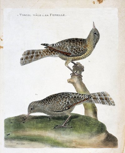 Planche zoologique (ornithologie) : de haut en bas : Le torcol mâle et sa femelle (Torcol fourmilier ou Jynx torquilla). Illustration dans « L