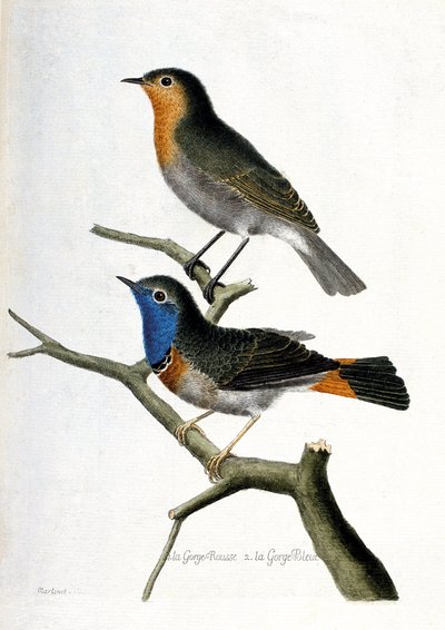 Carte zoologique (ornithologie) : de haut en bas : le rouge-gorge (rouge-gorge ou erithacus rubecula) et la gorge bleue (gorge bleue ou luscinia svecica) sur une branche. Illustration dans « L