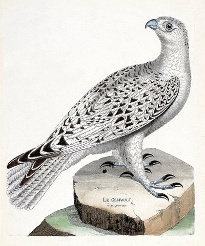 Carte zoologique (ornithologie) : faucon gerfaut (falco rusticolus). Illustration dans « L