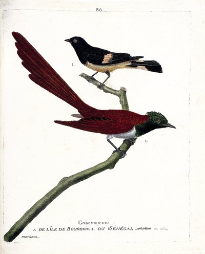 Planche zoologique (ornithologie) : gobemouche de l