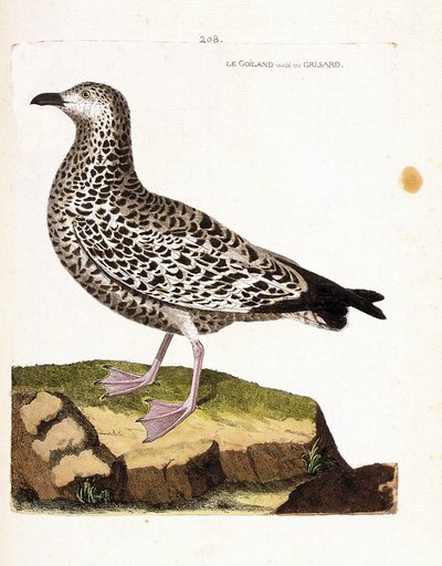 Tableau zoologique (ornithologie) : goéland varié ou grisard (larus sp). Illustration dans « L