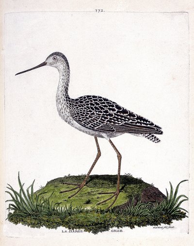 Tableau zoologique (ornithologie) : barge grise (limosa lapponica). Illustration dans « L