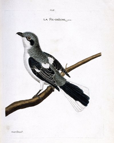 Planche zoologique (ornithologie) : la pie-grièche grise (lanius excubitor) sur une branche. Illustration dans « L