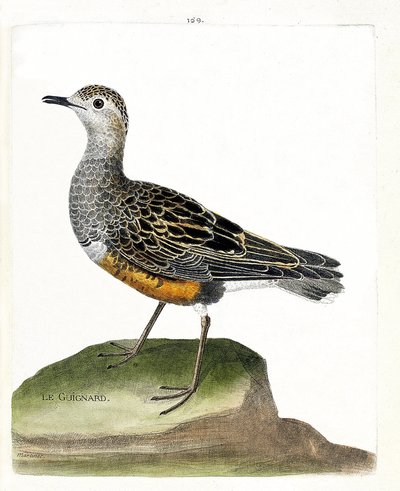 Planche zoologique (ornithologie) : le pluvier guignard (eudromias morinellus). Illustration dans « L