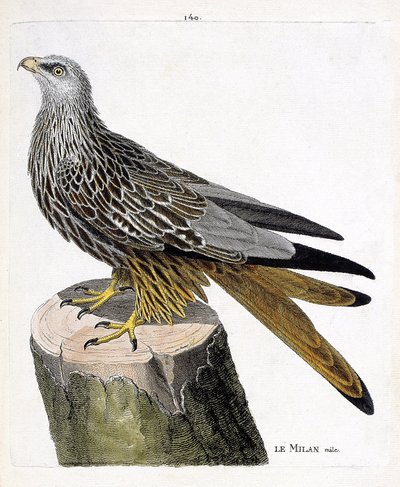 Carte zoologique (ornithologie) : Milan mâle (royal ou milvus milvus). Illustration dans « L