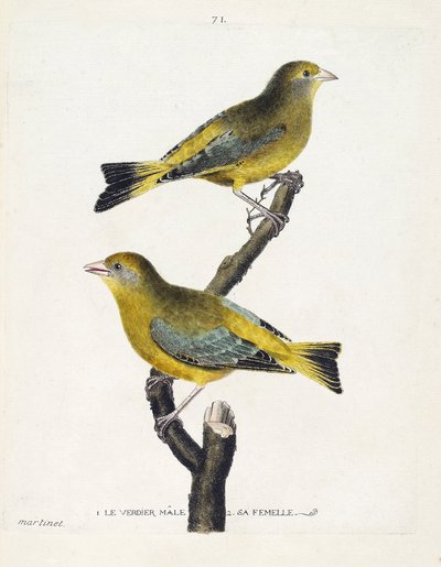 Planche zoologique (ornithologie) : mâle et femelle verdier (carduelis chloris) sur une branche. Illustration dans « L