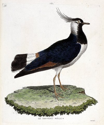 Carte zoologique (ornithologie) : vanneau huppé (vanellus vanellus). Illustration dans « L