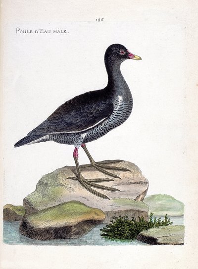 Carte zoologique (ornithologie) : gallinule poule-d