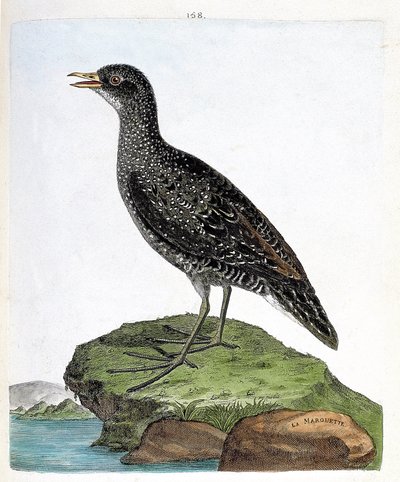 Planche zoologique (ornithologie) : Marouette (marouette ponctuée ou porzana porzana). Illustration dans « L