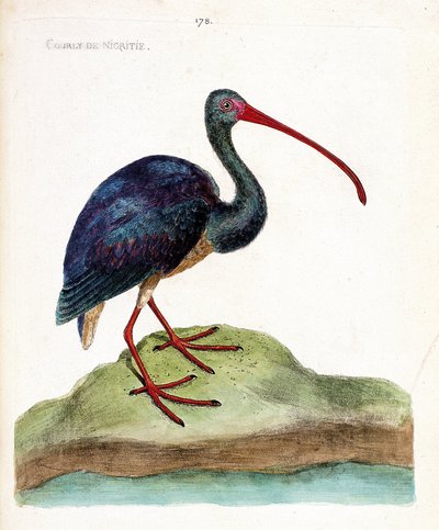 Planche zoologique (ornithologie) : courlis de nigritie (ibis falcinelle ou plegadis falcinellus). Illustration dans « L