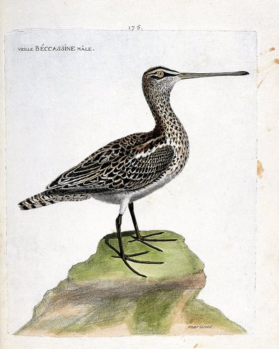 Planche zoologique (ornithologie) : vieille bécassine (bécassine des marais ou gallinago gallinago). Illustration dans « L