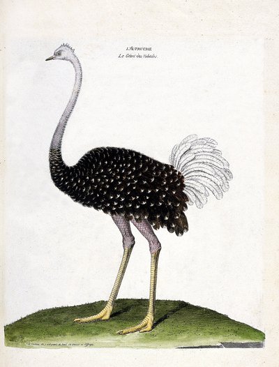 Planche zoologique (ornithologie) : l
