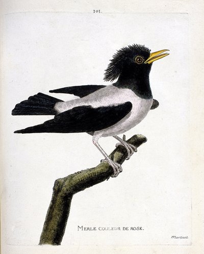 Planche zoologique (ornithologie) : étourneau rose (étourneau rosé ou sturnus roseus) sur une branche. Illustration dans « L