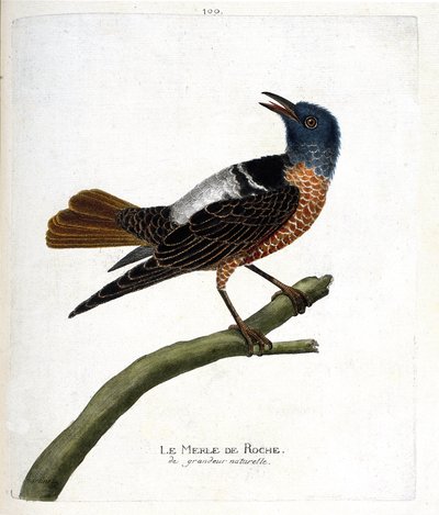 Planche zoologique (ornithologie) : le merle de roche (monticola saxatilis). Illustration dans « L
