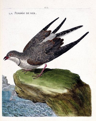 Carte zoologique (ornithologie) : glaréole à collier (glareola pratincola). Illustration dans « L