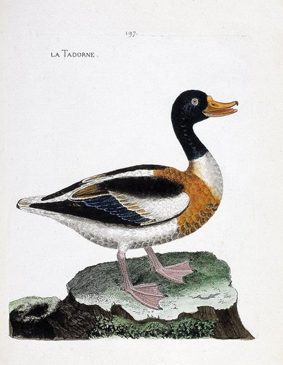 Tableau zoologique (ornithologie) : tadorne (tadorna tadorna). Illustration dans « L