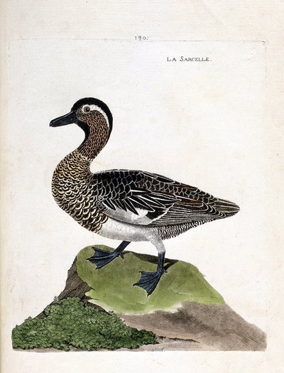 Carte zoologique (ornithologie) : sarcelle d