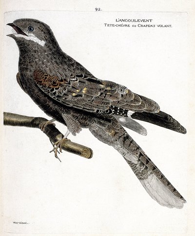 Planche zoologique (ornithologie) : l