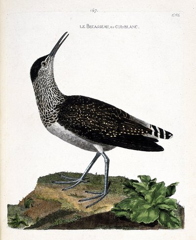 Carte zoologique (ornithologie) : chevalier cul-blanc (tringa ochropus). Illustration dans « L