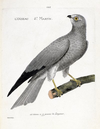 Carte zoologique (ornithologie) : busard Saint-Martin (circus cyaneus) sur une branche. Illustration dans « L