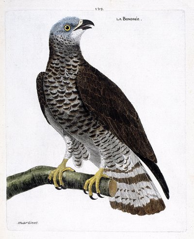 Planche zoologique (ornithologie) : la bondrée apivore (pernis apivorus) sur une branche. Illustration dans « L
