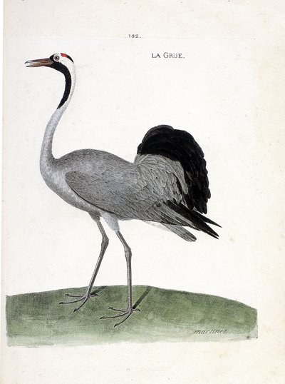 Carte zoologique (ornithologie) : grue cendrée (grus grus). Illustration dans « L