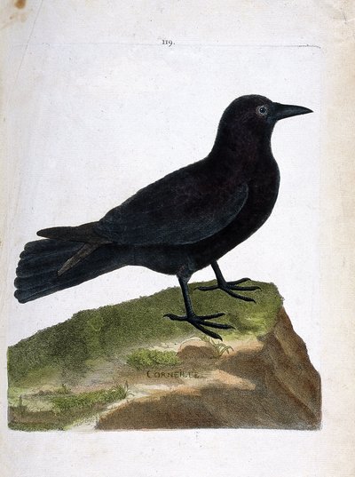 Planche zoologique (ornithologie) : Le corbeau (corbeau noir ou corvus corone). Illustration dans « L