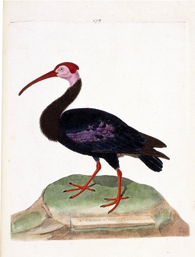 Planche zoologique (ornithologie) : Le courlis a une tête nue du cap de Bonne-Espérance (ibis du cap ou geronticus calvus). Illustration dans « L