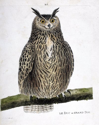 Planche zoologique (ornithologie) : le duc ou grand-duc (grand-duc ou bubo bubo) sur une branche. Illustration dans « L