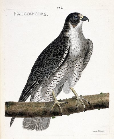 Planche zoologique (ornithologie) : le faucon pèlerin (falco peregrinus) sur une branche. Illustration dans « L