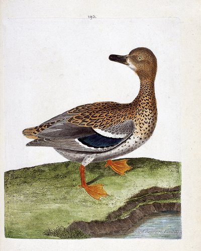 Planche zoologique (ornithologie) : la femelle canard colvert (anas platyrhynchos). Illustration dans « L