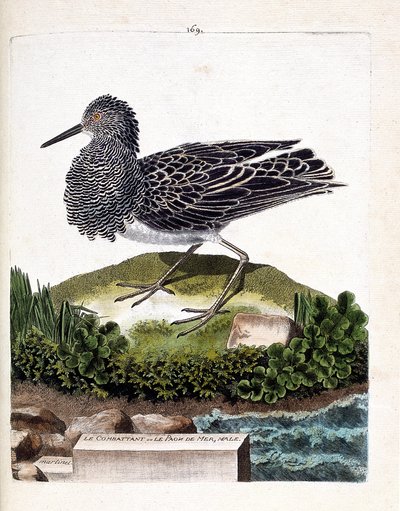 Tableau zoologique (ornithologie) : le combattant ou le mâle paon de mer (philomachus pugnax). Illustration dans « L