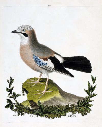 Planche zoologique (ornithologie) : Le geai (geai des chênes ou garrulus glandarius). Illustration dans « L