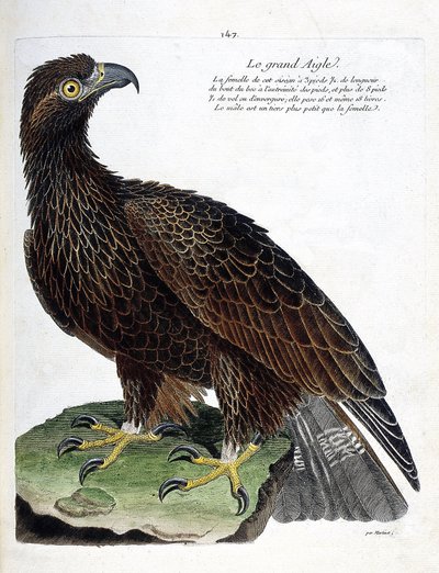 Carte zoologique (ornithologie) : aigle royal (aquila chrysaetos). Illustration dans « L