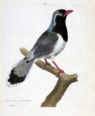 Planche zoologique (ornithologie) : la pie de la cafetière (pirolle à bec rouge ou urocissa erythrorhyncha). Illustration dans « L