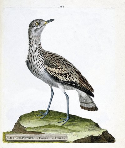 Planche zoologique (ornithologie) : l