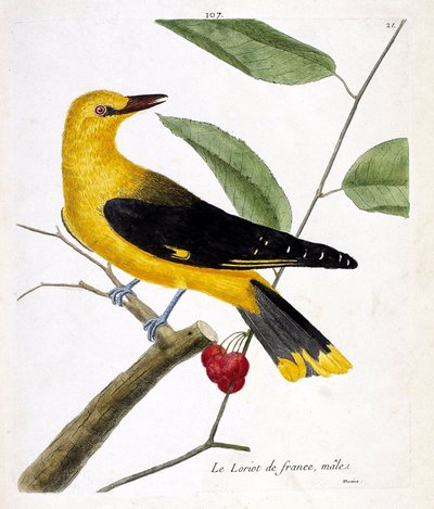 Planche zoologique (ornithologie) : le loriot mâle (oriolus oriolus) sur une branche. Illustration dans « L