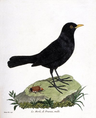 Planche zoologique (ornithologie) : le merle noir mâle (turdus merula). Illustration dans « L