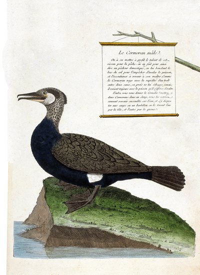 Tableau zoologique (ornithologie) : le mâle cormoran (phalacrocorax carbo). Illustration dans « L