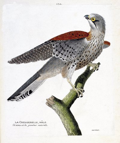 Planche zoologique (ornithologie) : le faucon crécerelle mâle (faucon crécerelle ou falco tinnunculus) sur une branche. Illustration dans « L