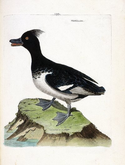 Tableau zoologique (ornithologie) : le morillon (aythya fuligula). Illustration dans « L