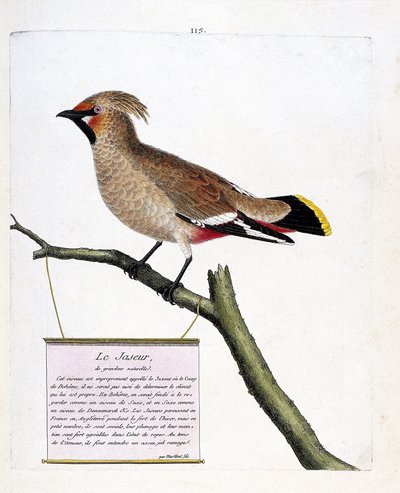 Planche zoologique (ornithologie) : le jaseur boréal (bombycilla garrulus) sur une branche. Illustration dans « L